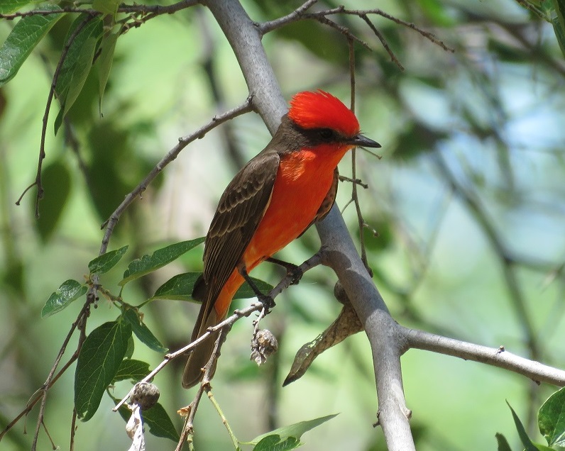 A bird with bright red and muted brown feathers sits perched on a branch, looking towards the right side of the image.